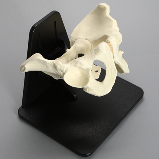 Pelvis Stand with Vertical Height Adjustment