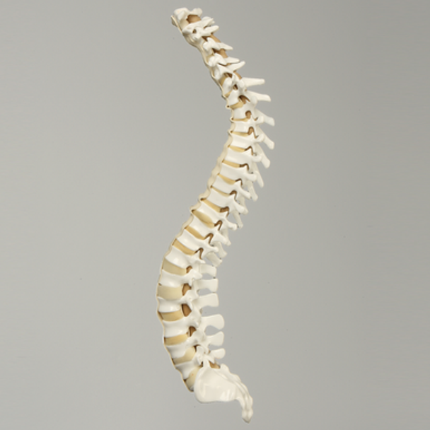Spine, C1 to Sacrum, with Reinforced Flex Rod, Full