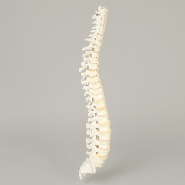 Spine with Flex and Hold Feature, Full