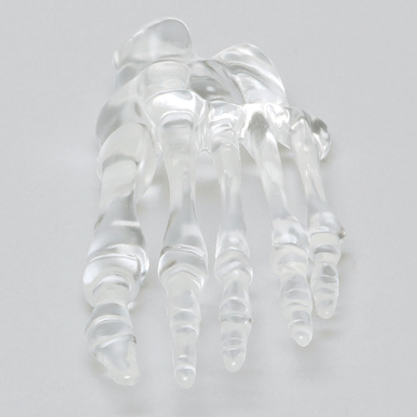 Forefoot, Solid Clear Plastic