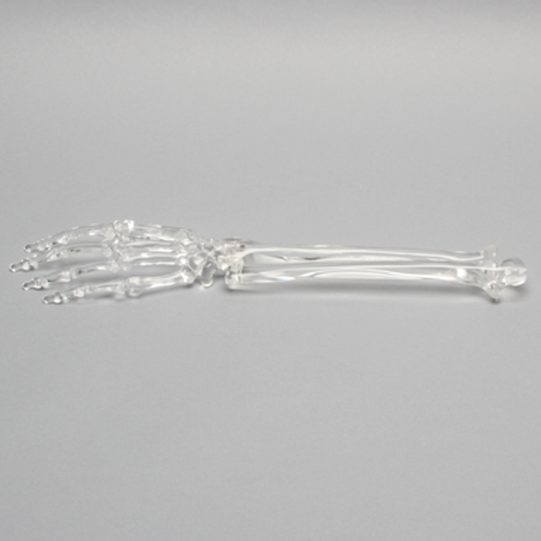 Hand and Wrist, Solid Clear Plastic