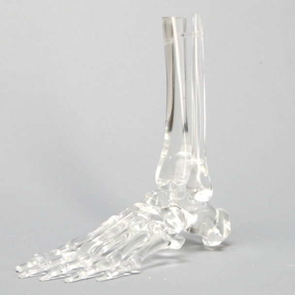 Foot and Ankle without Stand, Solid Clear Plastic