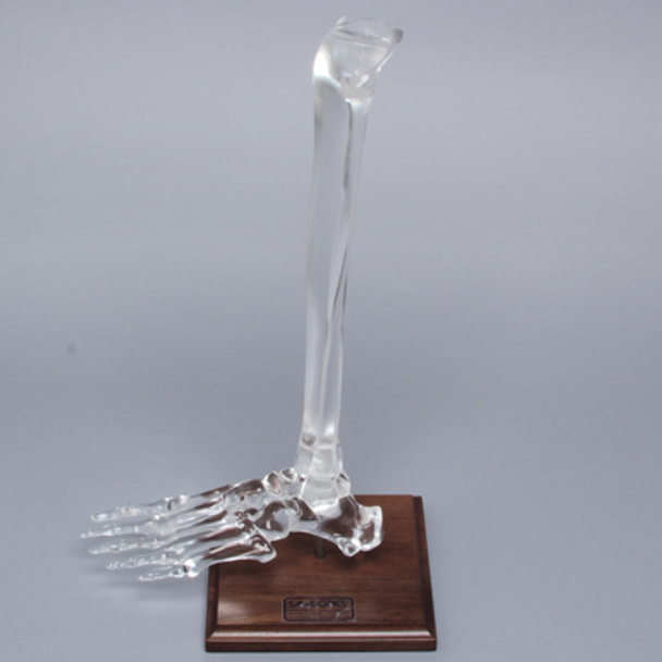 Foot and Ankle with Full Tibia and Fibula, Solid Clear Plastic
