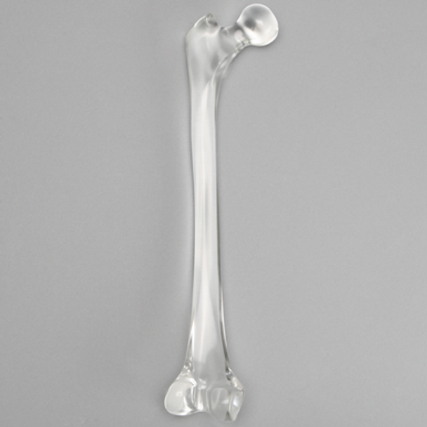 Femur without Canal, Pediatric, Solid Clear Plastic