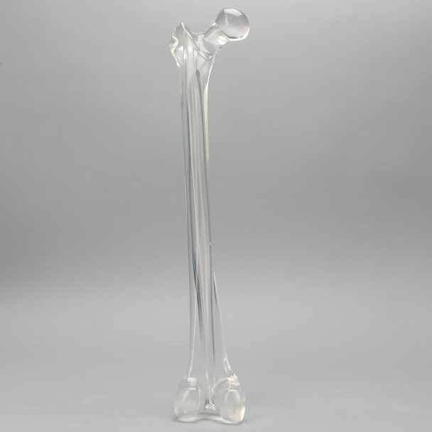Femur with 15.6 mm Canal, Solid Clear Plastic