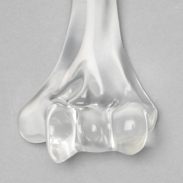 Humerus without Canal, Solid Clear Plastic