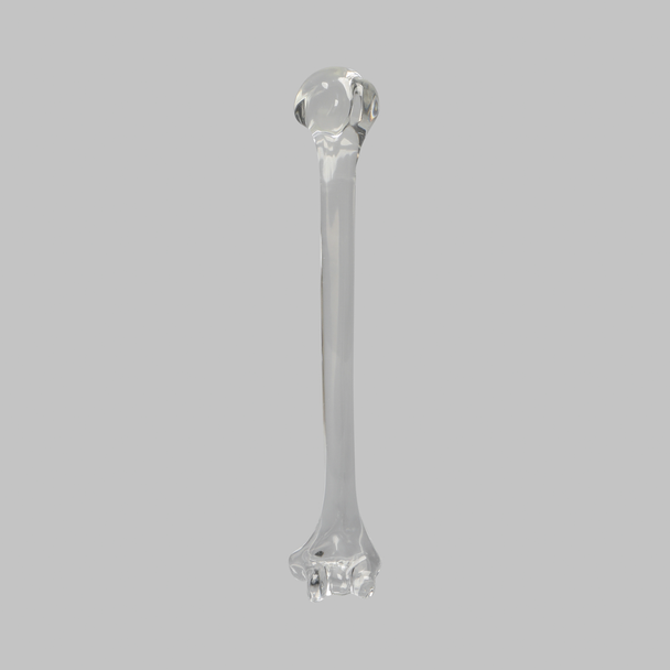 Humerus without Canal, Solid Clear Plastic