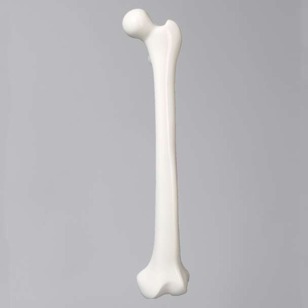 Femur for Fracture Marking, Solid White Plastic