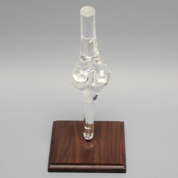 Knee Joint, Articulated, Solid Clear Plastic