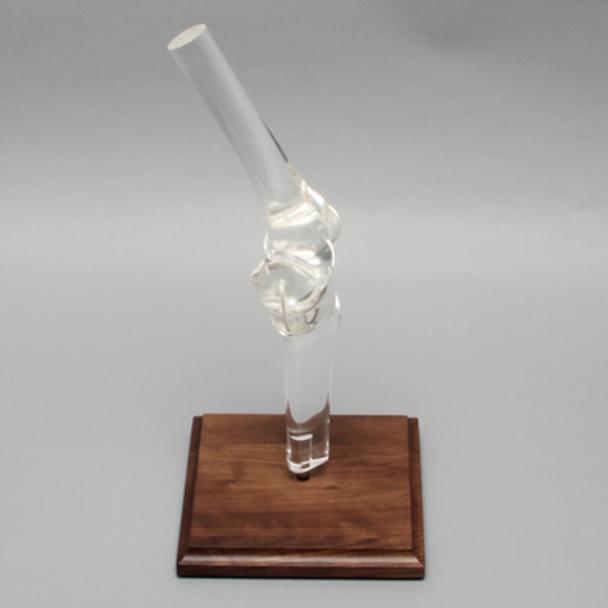 Knee Joint without Patella, Solid Clear Plastic with Stand