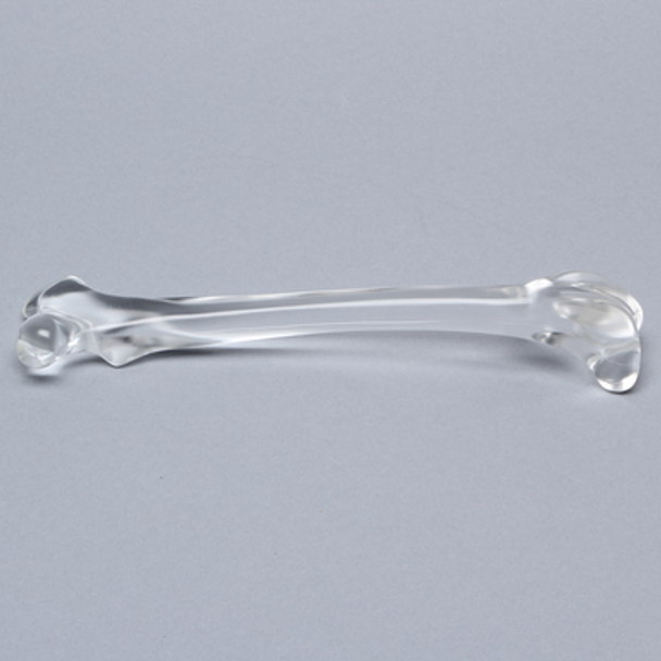 Canine Femur, Solid Clear Plastic