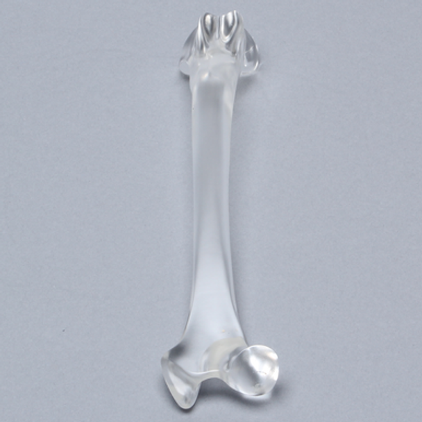 Canine Femur, Solid Clear Plastic