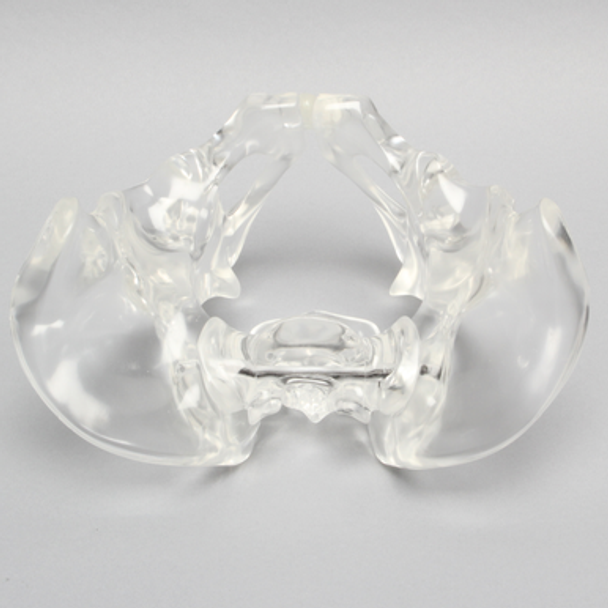 Pelvis, Full Male, Solid Clear Plastic