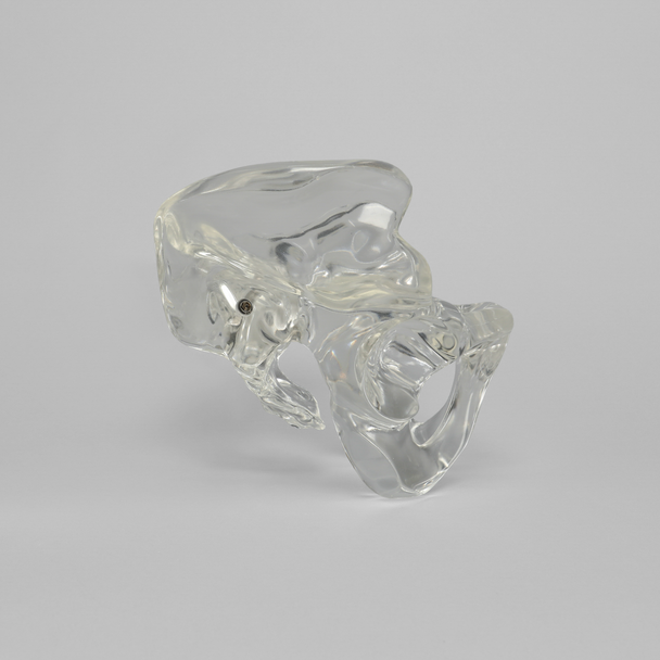 Pelvis, Full Male, Solid Clear Plastic