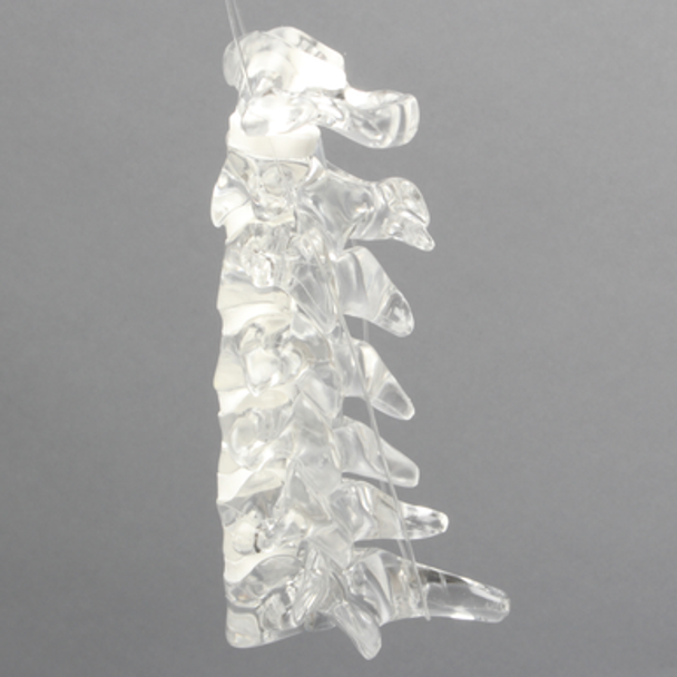 Spine C1-C7, Cervical, Solid Clear Plastic