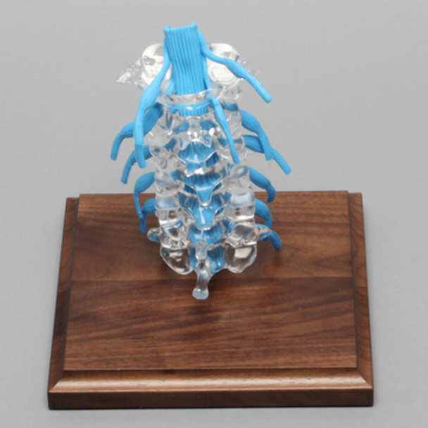 Spine with Nerve Roots, Cervical, Solid Clear Plastic