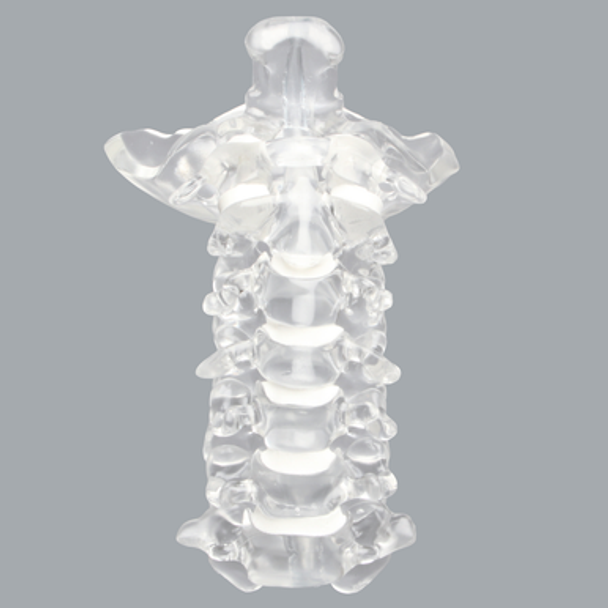 Spine, C1-C7 with Occipital, Solid Clear Plastic