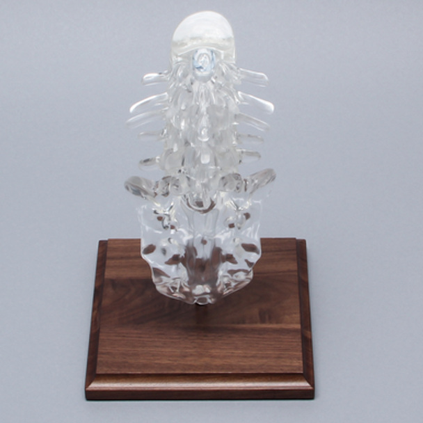 Spine with Clear Discs, Lumbar, Solid Clear Plastic