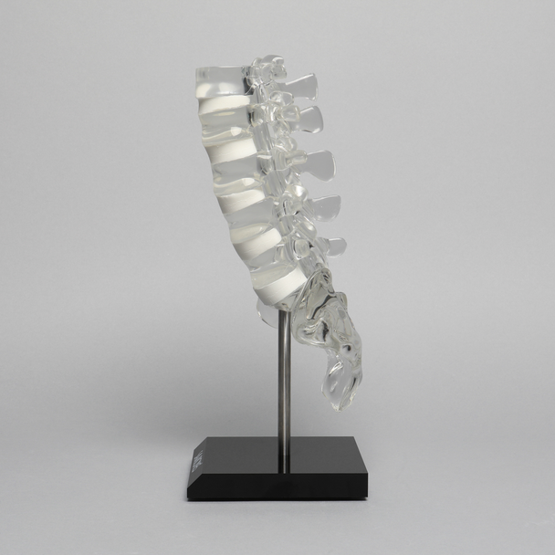 Spine with White Foam Discs, Lumbar, Solid Clear Plastic