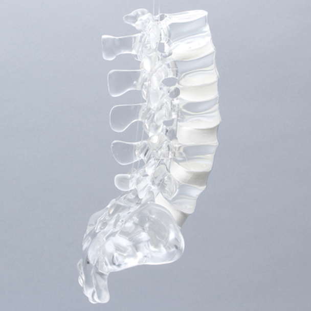 Spine with Ligaments, Lumbar, Solid Clear Plastic
