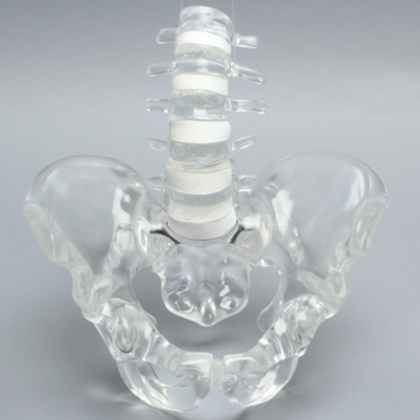 Spine with Full Pelvis, Lumbar, Solid Clear Plastic