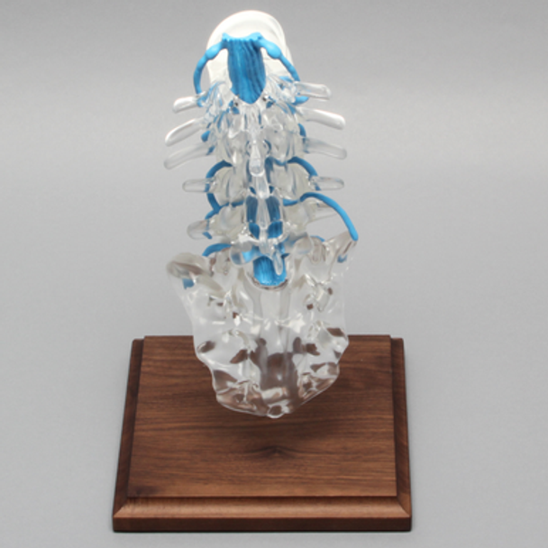 Spine with Nerve Roots, Lumbar, Solid Clear Plastic