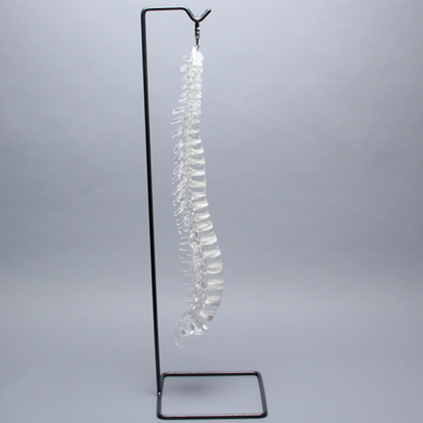 Spine with Sacrum, Full