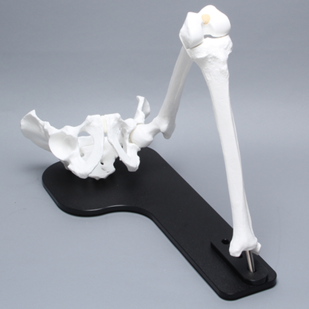 Hip Assembly with Full Length Knee on Stand