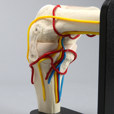 Knee Joint with Cartilage, Menisci, Arteries, Veins, Nerves, and Ligaments