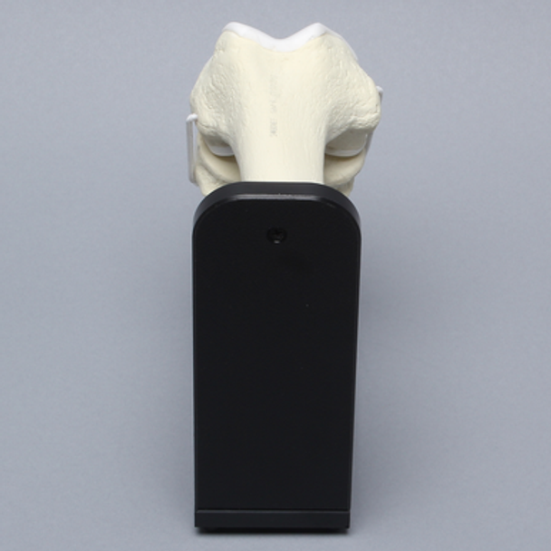 Knee Joint with Articular Cartilage and Stand
