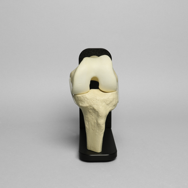 Knee Joint with Articular Cartilage and Stand