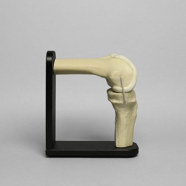Knee Joint with Articular Cartilage and Stand