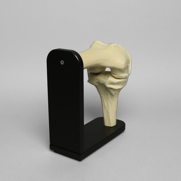 Knee Joint with Articular Cartilage and Stand