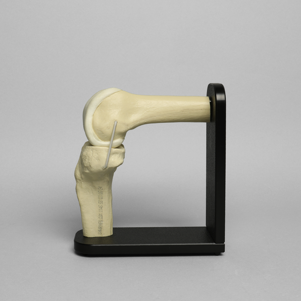 Knee Joint with Articular Cartilage and Stand