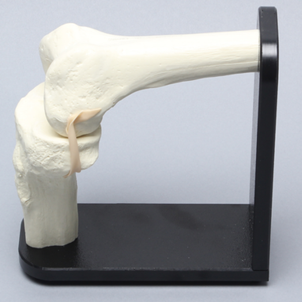Knee Demonstrator with Stand