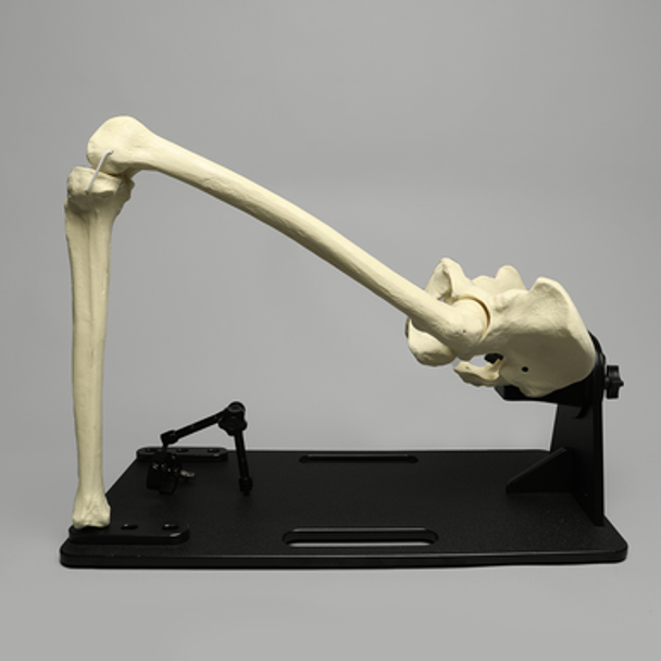 Universal Fully Adjustable Hip and Knee Holder