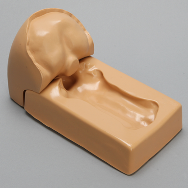 Spine Holder, Posterior Occipital and Cervical Holder