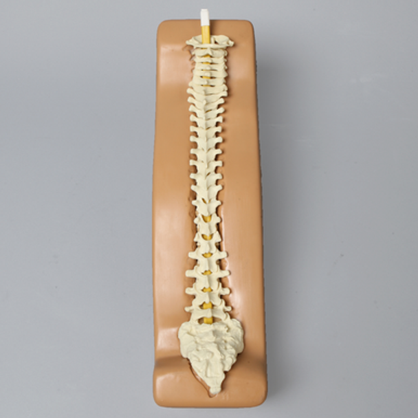 Spine Holder, Posterior C1-Sacrum, Pediatric