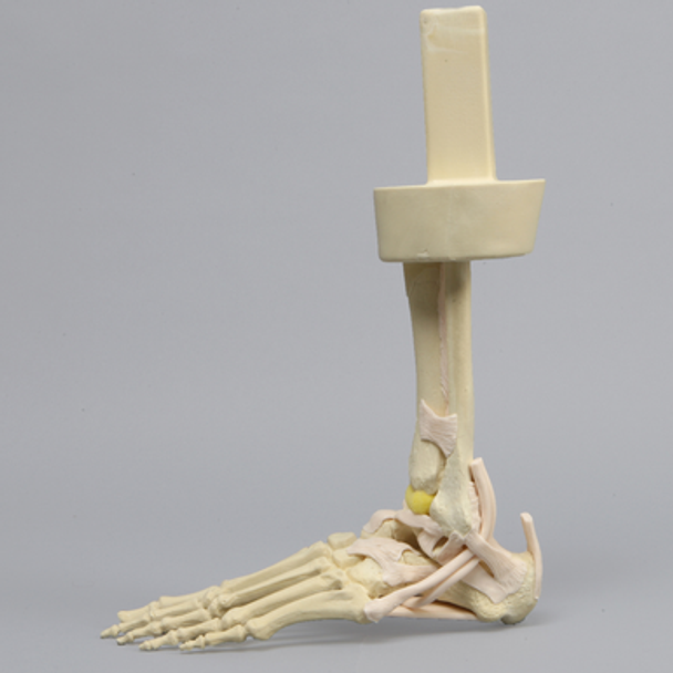 High Fidelity Ankle with Bones and Ligaments in Soft Tissue