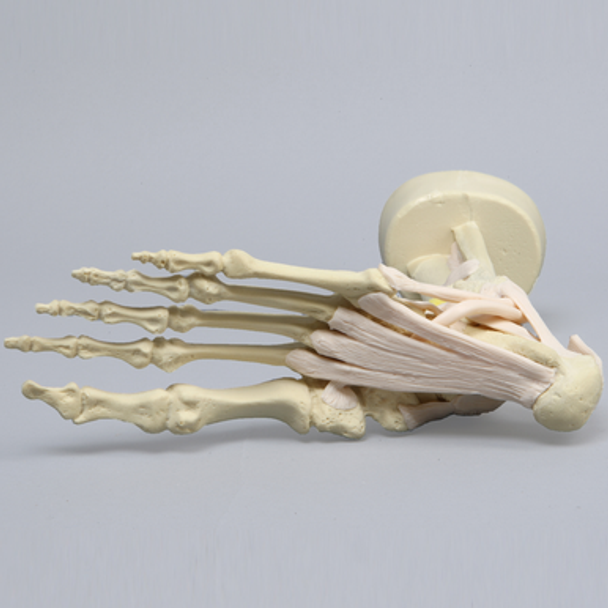 High Fidelity Ankle with Bones and Ligaments in Soft Tissue
