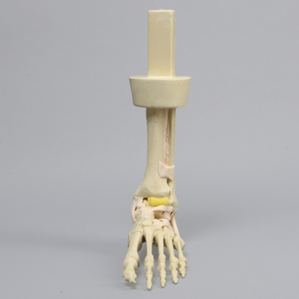 High Fidelity Ankle with Bones and Ligaments in Soft Tissue