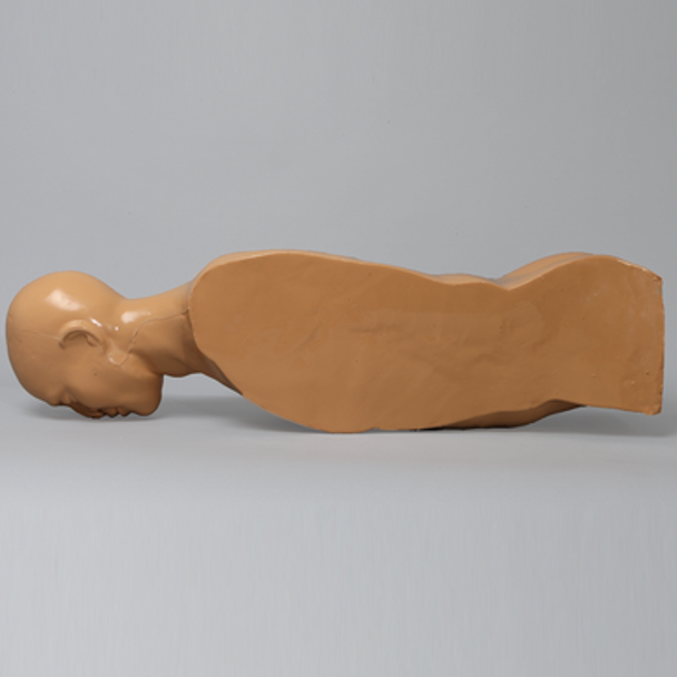 Torso, Partial, With Encased C1-Sacrum Radiopaque Spine
