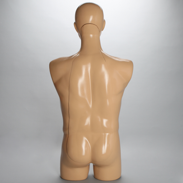 Torso, Full, Spine Holder with Radiopaque Iliac Crests