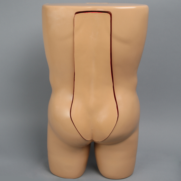 Vertebroplasty Trunk with Spine Model