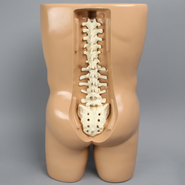 Vertebroplasty Trunk with Spine Model