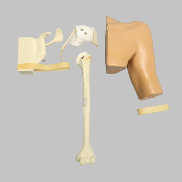 Arthroscopy Shoulder, Simulator with Skin