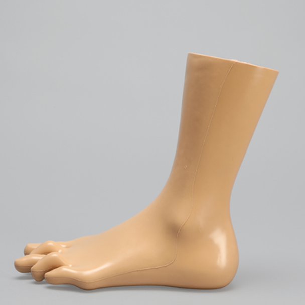 Foot and Ankle, Encased, with Bunions, Hammertoe, and Heel Spur