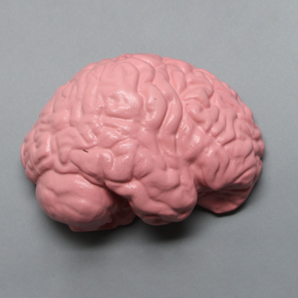 Half-Brain for Cranial Access Models Half-Brain for Cranial Access Models