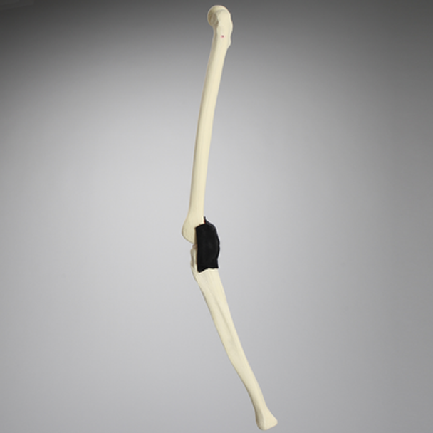 Knee, Full Length with Menisci and Capsule