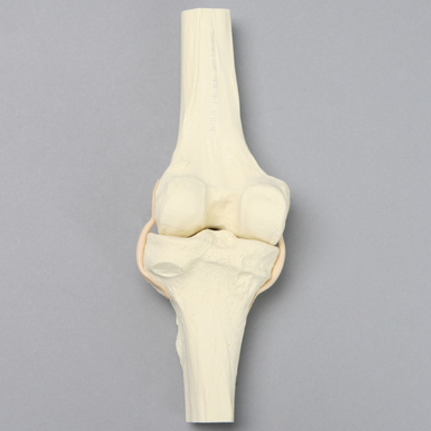 Knee Demonstrator Replacement, Solid Foam